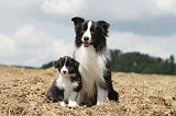 BORDER COLLIE 694